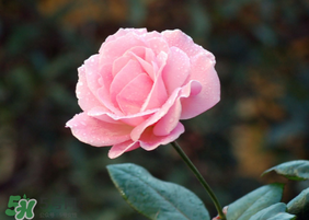 月季花5月扦插當年會開花嗎？月季花的花期