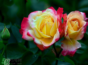 月季花5月扦插當年會開花嗎？月季花的花期