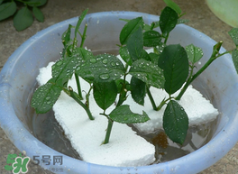 月季花什么時候插最好活？月季花怎么扦插成活率高？