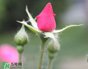 月季從有花苞到開(kāi)花需要多久？月季花苞到開(kāi)花要多久？