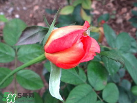 月季從有花苞到開(kāi)花需要多久？月季花苞到開(kāi)花要多久？