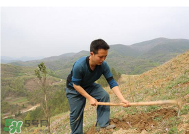 五月份能種樹嗎？五月份種樹能活嗎？