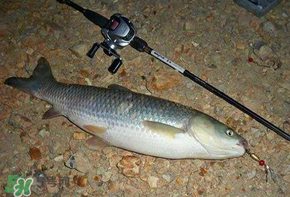 五月份能釣草魚嗎？五月份釣草魚用什么餌料？