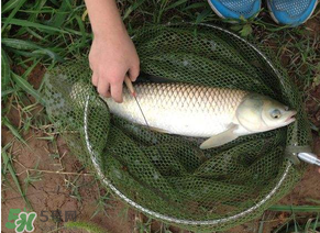 五月份能釣草魚嗎？五月份釣草魚用什么餌料？