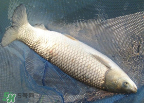 5月份怎么釣草魚？五月份怎么釣草魚？