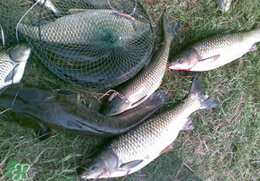 5月份怎么釣草魚？五月份怎么釣草魚？