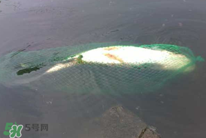 5月份怎么釣草魚？五月份怎么釣草魚？