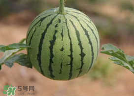 五月份可以種西瓜嗎？五月份怎么種西瓜？