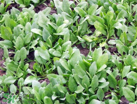 ?五月份能種菠菜嗎？5月份可以種菠菜嗎？