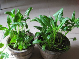 ?五月份能種菠菜嗎？5月份可以種菠菜嗎？