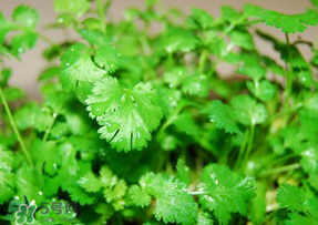 5月份能種香菜嗎？五月份能種香菜嗎？