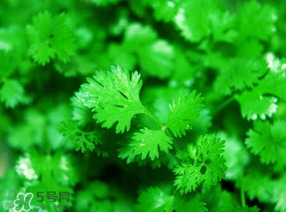 5月份能種香菜嗎？五月份能種香菜嗎？