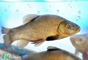 ?五月份吃什么魚？5月份吃什么魚？