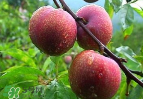 三華李種植幾年可掛果？三華李什么時候種植