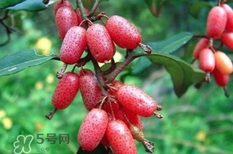羊奶果要?jiǎng)兤?？羊奶果剝皮還是帶皮吃好？