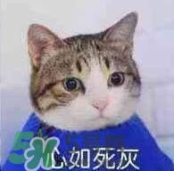 紀梵希黑色頰彩霜怎么樣？紀梵希黑色腮紅多少錢？
