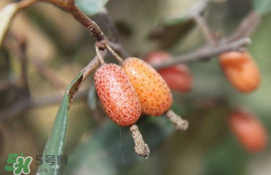 羊奶果怎么吃？羊奶果怎么種