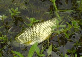 五月份能釣草魚嗎？五月份釣草魚用什么餌料？