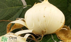 白地瓜孕婦能吃嗎？白地瓜孕婦可以吃嗎
