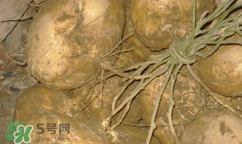 孕婦可以吃土瓜嗎？孕婦能吃土瓜嗎？