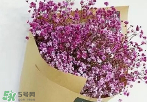 滿天星多少錢一束2017？滿天星多少錢一支2017？