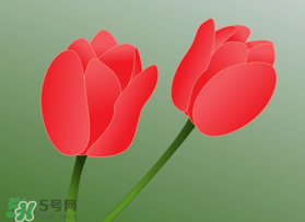 母親節(jié)可以送郁金香嗎？為什么母親節(jié)送郁金香？