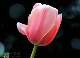 母親節(jié)可以送郁金香嗎？為什么母親節(jié)送郁金香？