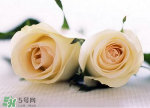 母親節(jié)可以送白玫瑰嗎？白玫瑰適合送什么人？