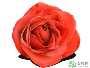 母親節(jié)送什么顏色的玫瑰花？母親節(jié)送幾朵玫瑰花？