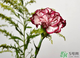 康乃馨可以放多久？康乃馨怎么養(yǎng)？