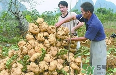 生吃土瓜有什么好處？土瓜生吃的功效與作用