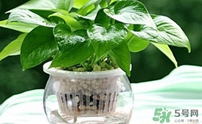 綠蘿葉子發(fā)黃怎么辦？綠籮多久澆一次水？