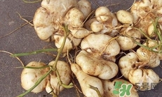 生吃土瓜有什么好處？土瓜生吃的功效與作用