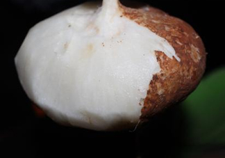生吃土瓜有什么好處？土瓜生吃的功效與作用