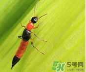 隱翅蟲和蚊蟲的區(qū)別？隱翅蟲和蚊蟲有什么不一樣？