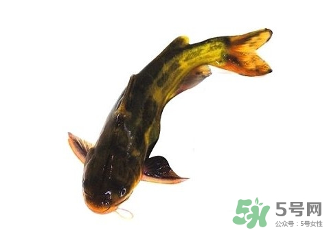 黃顙魚(yú)有毒嗎？黃顙魚(yú)的營(yíng)養(yǎng)價(jià)值