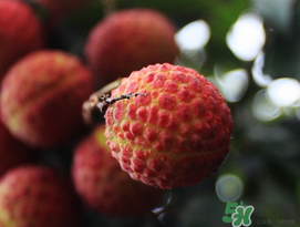 五月份有荔枝嗎？5月份有荔枝嗎？