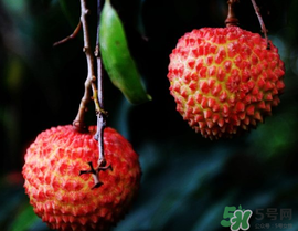 五月份有荔枝嗎？5月份有荔枝嗎？