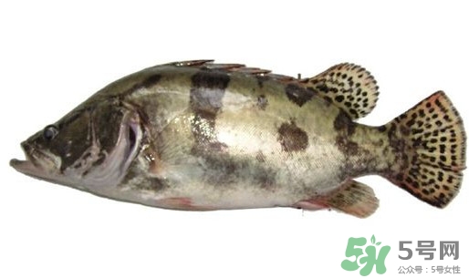 鱖魚(yú)怎么讀？鱖魚(yú)是什么魚(yú)