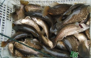 鱖魚怎么做好吃？鱖魚怎么做給寶寶吃