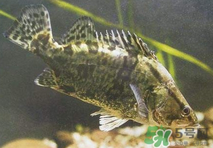 鱖魚怎么養(yǎng)？鱖魚養(yǎng)殖技術(shù)