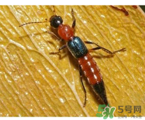 隱翅蟲和蚊蟲的區(qū)別？隱翅蟲和蚊蟲有什么不一樣？