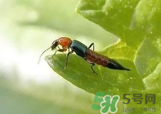 被隱翅蟲(chóng)咬了后怎么辦？隱翅蟲(chóng)如何預(yù)防和治療咬傷？