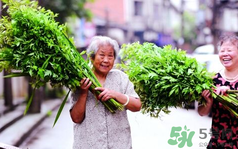 端午節(jié)前后出沒的毒蟲有哪些？端午節(jié)前后如何預(yù)防毒蟲？
