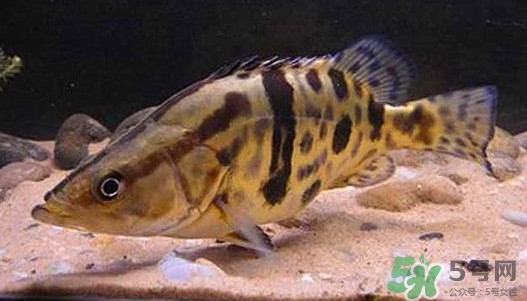 鱖魚怎么養(yǎng)？鱖魚養(yǎng)殖技術(shù)