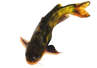 黃顙魚有毒嗎？黃顙魚的營養(yǎng)價(jià)值