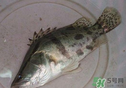 鱖魚(yú)怎么讀？鱖魚(yú)是什么魚(yú)