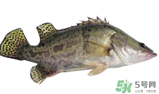 鱖魚(yú)怎么讀？鱖魚(yú)是什么魚(yú)