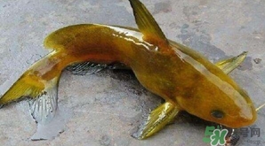 黃顙魚(yú)有毒嗎？黃顙魚(yú)的營(yíng)養(yǎng)價(jià)值