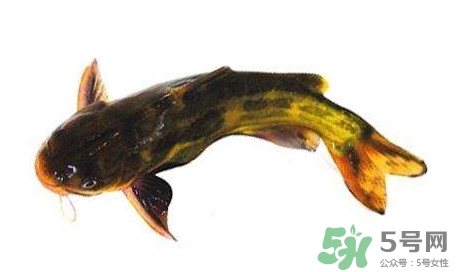 黃顙魚(yú)有毒嗎？黃顙魚(yú)的營(yíng)養(yǎng)價(jià)值